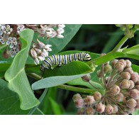 Monarch caterpillar