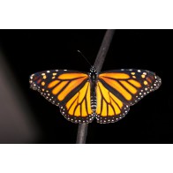 Monarch butterfly