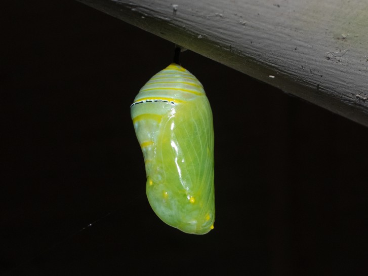 butterfly chrysalis