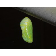 Monarch butterfly chrysalis 