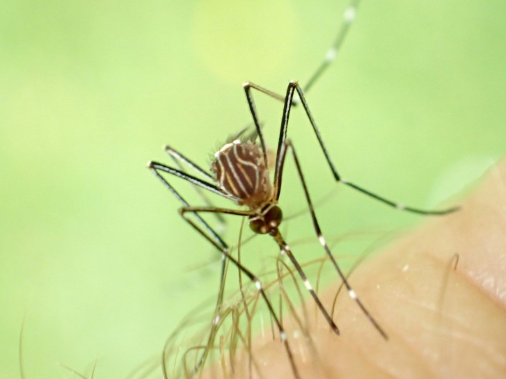 Mosquito [Aedes notoscriptus]. Image: Tony Wills / CC-BY-SA