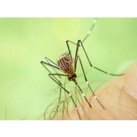 Mosquito
