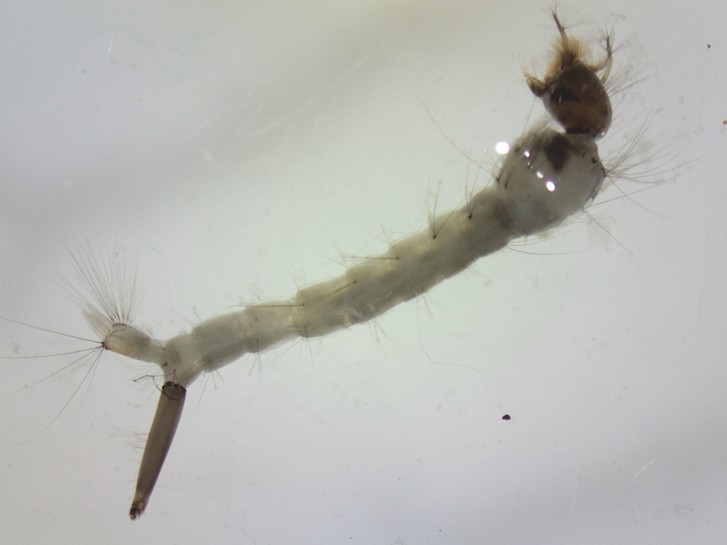 Mosquito [Culex pervigilans] larva. Image: Julia Kasper / CC-BY