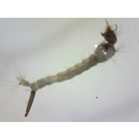  Mosquito larvae (wriggler) 