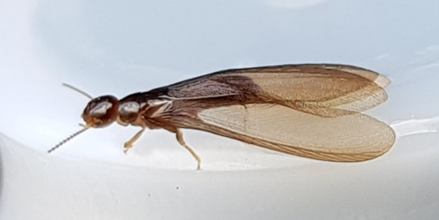 NZ drywood termite [Kalotermes brounij]. Image: coldbanana / CC-BY-NC