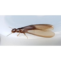 Termites