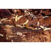Termites (adult) 