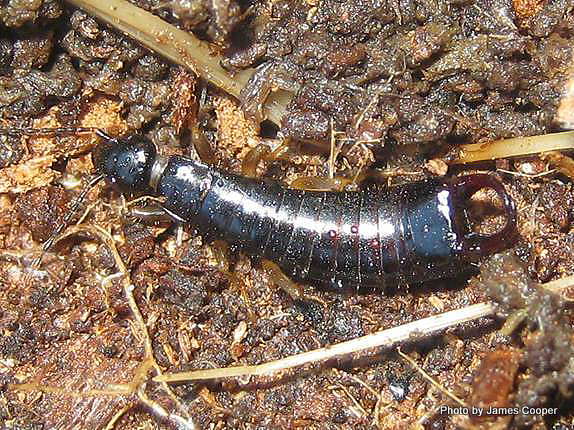 Native Coastal Earwig [Anisolabis littorea]. Image: Phil Bendle Collection CitSciHub.nz