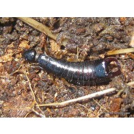 Earwig 