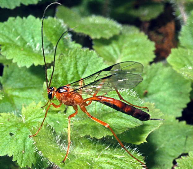 [Netelia ephippiata]. Image: Don Horne / CC BY 4.0