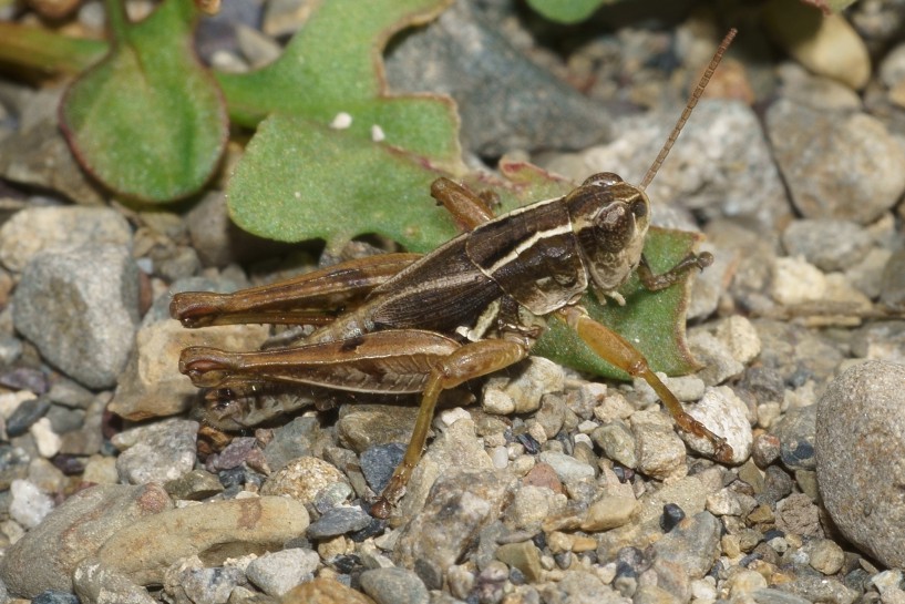 New Zealand Grasshopper. Image: Uwe Schneehagen / CC-BY-NC