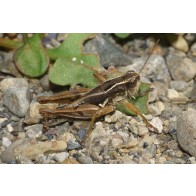 New Zealand Grasshopper