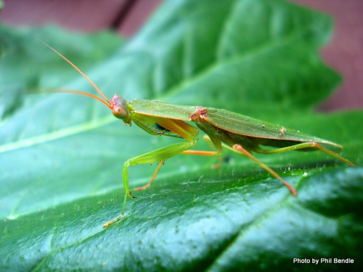 New Zealand Mantis. Image: Phil Bendle Collection, CitSciHub.nz