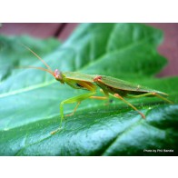 New Zealand praying mantis
