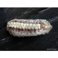 New Zealand praying mantis eggcase