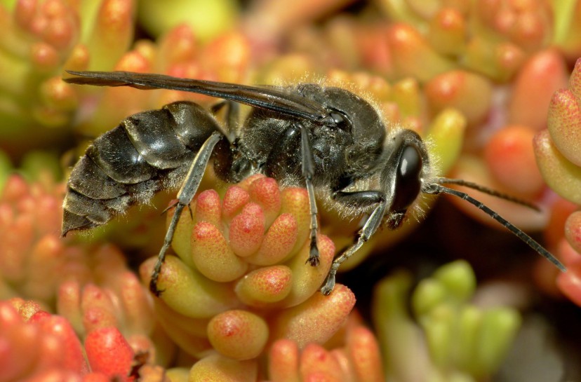 New Zealand Mason Wasp [Pison spinolae]. Image: Steve Kerr / CC-BY