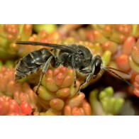 Mason wasp