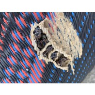 Mason wasp nest