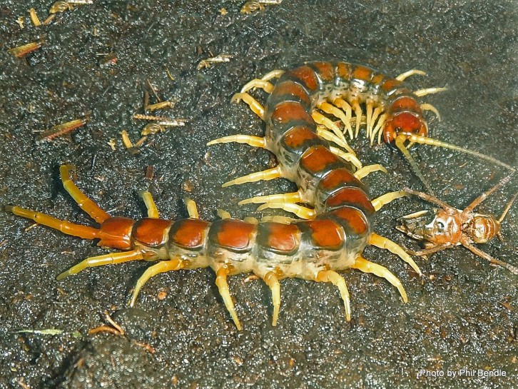 New Zealand giant centipede [Cormocephalus rubriceps]. Image: Phil Bendle Collection, CitSciHub.nz