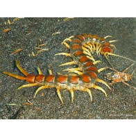 Large centipede