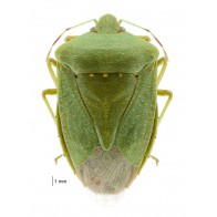 Green vegetable bug