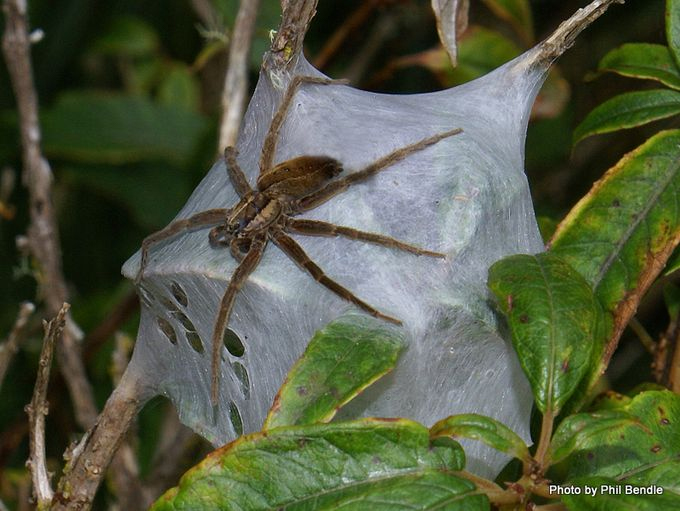 Nursery spider [Dolomedes minor]. Image: Phil Bendle Collection, CitSciHub.nz