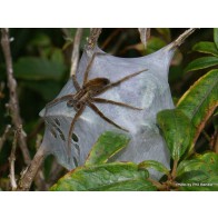 Nurseryweb spider