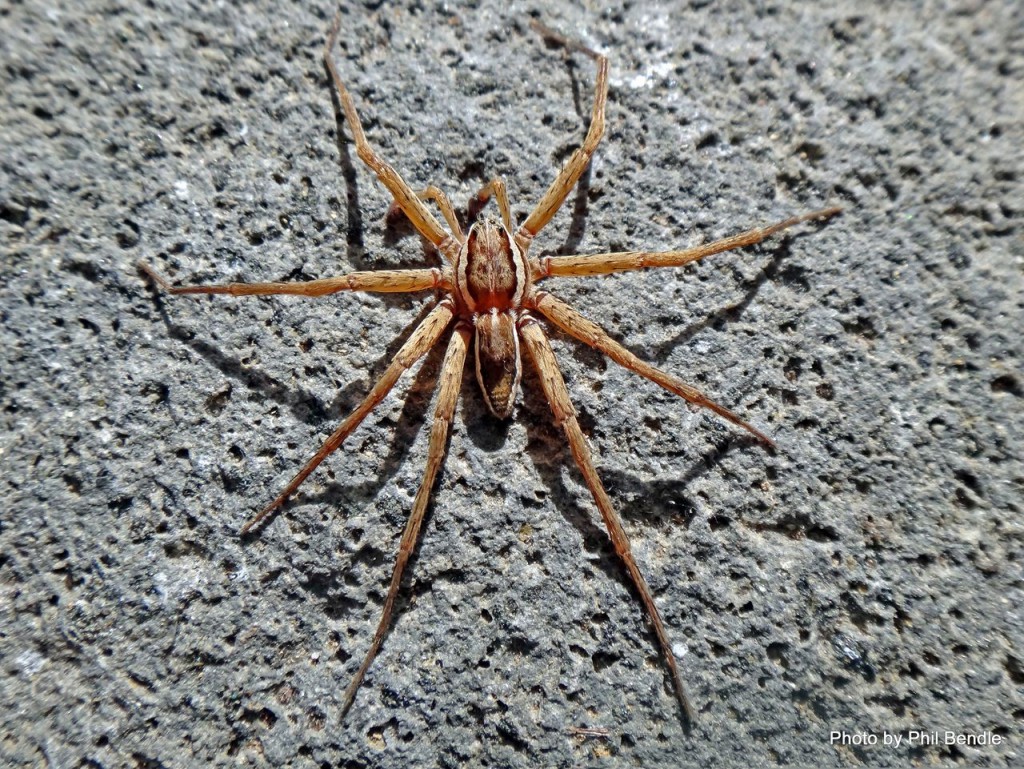 File:Dolomedes minor-Nursery Web Spider (NZAC06001334).jpg