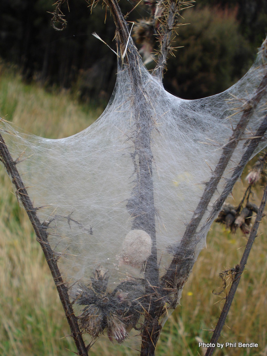 Nurseryweb spider » Manaaki Whenua