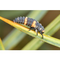  Ladybird larva