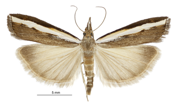 Grass moth / Ngā pūrēhua pātītī [Orocrambus flexuosellus] (male)