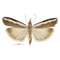 Grass moth