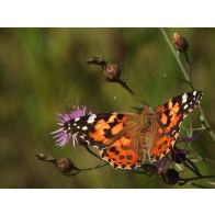 Painted lady butterfly