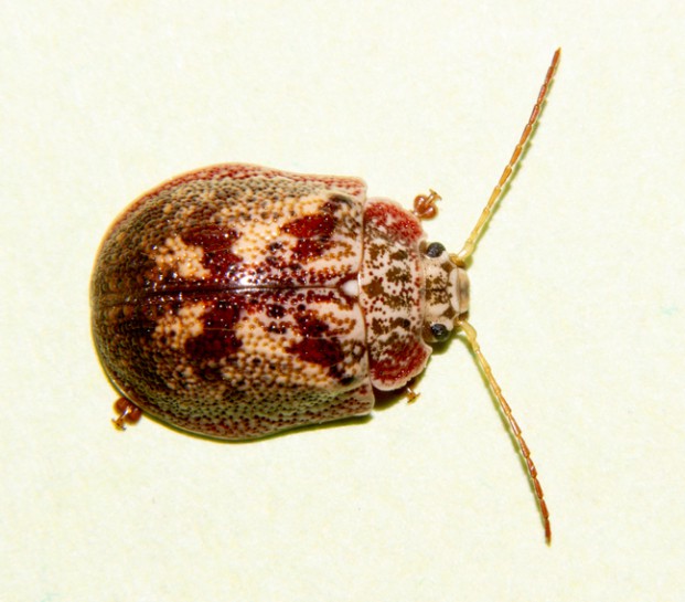 [Paropsis charybdis]. Image: possumsend / CC-BY