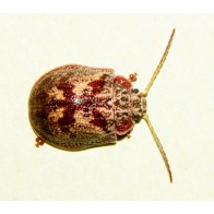 Tortoise beetle