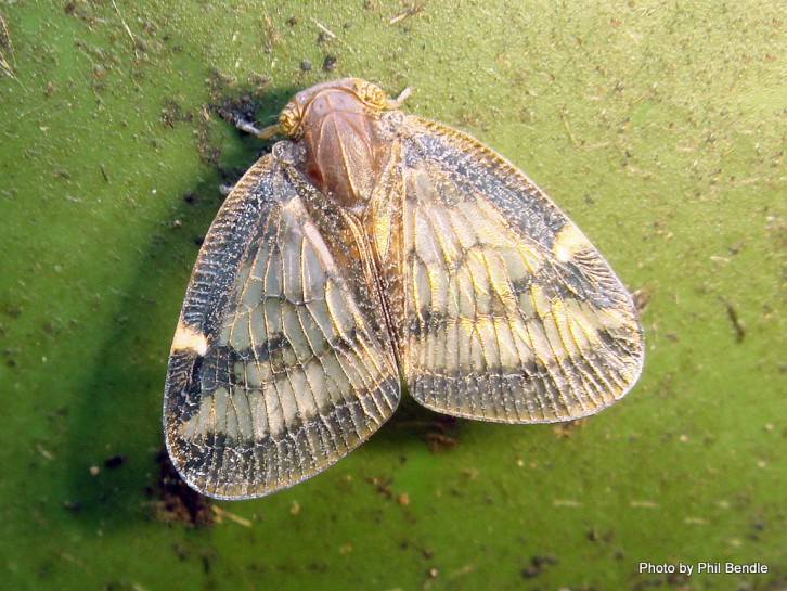 Passionvine hopper adult. Image: Phil Bendle Collection, CitSciHub.nz