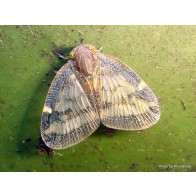  Passionvine hopper