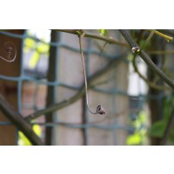 Passionvine hopper egg scars in twig