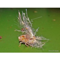 Passionvine hopper (immature)