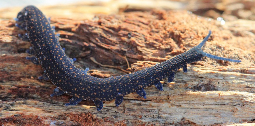 Peripatus [Peripatoides novaezealandiae]. Image: bugman_nz / CC BY NC SA
