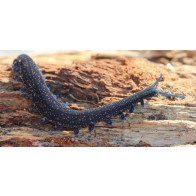 Peripatus