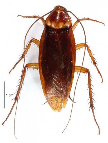 American cockroach