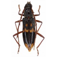 Eucalypt longhorn beetle
