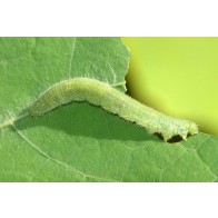 Cabbage white caterpillar