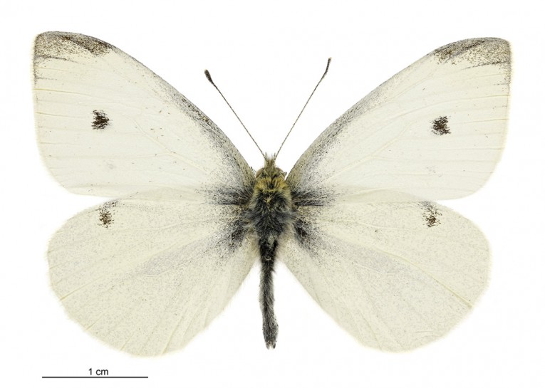 White butterfly (female). Image: Birgit Rhode, Manaaki Whenua – Landcare Research / CC-BY