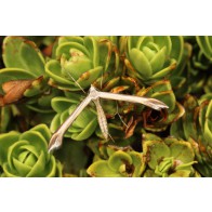 Plume moths