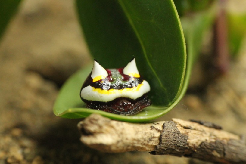 [Poecilopachys australasia]. Image: Robert Briggs / CC-BY-SA