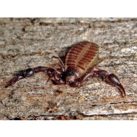 Pseudoscorpion