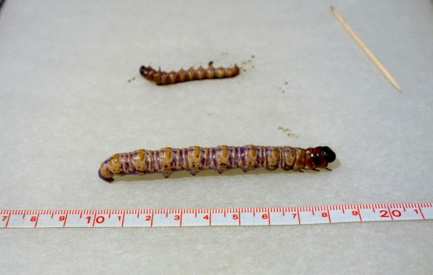 Puriri caterpillar. Image: gtee / CC BY NC
