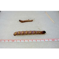 Puriri moth caterpillar